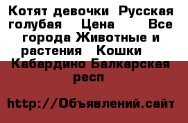 Котят девочки “Русская голубая“ › Цена ­ 0 - Все города Животные и растения » Кошки   . Кабардино-Балкарская респ.